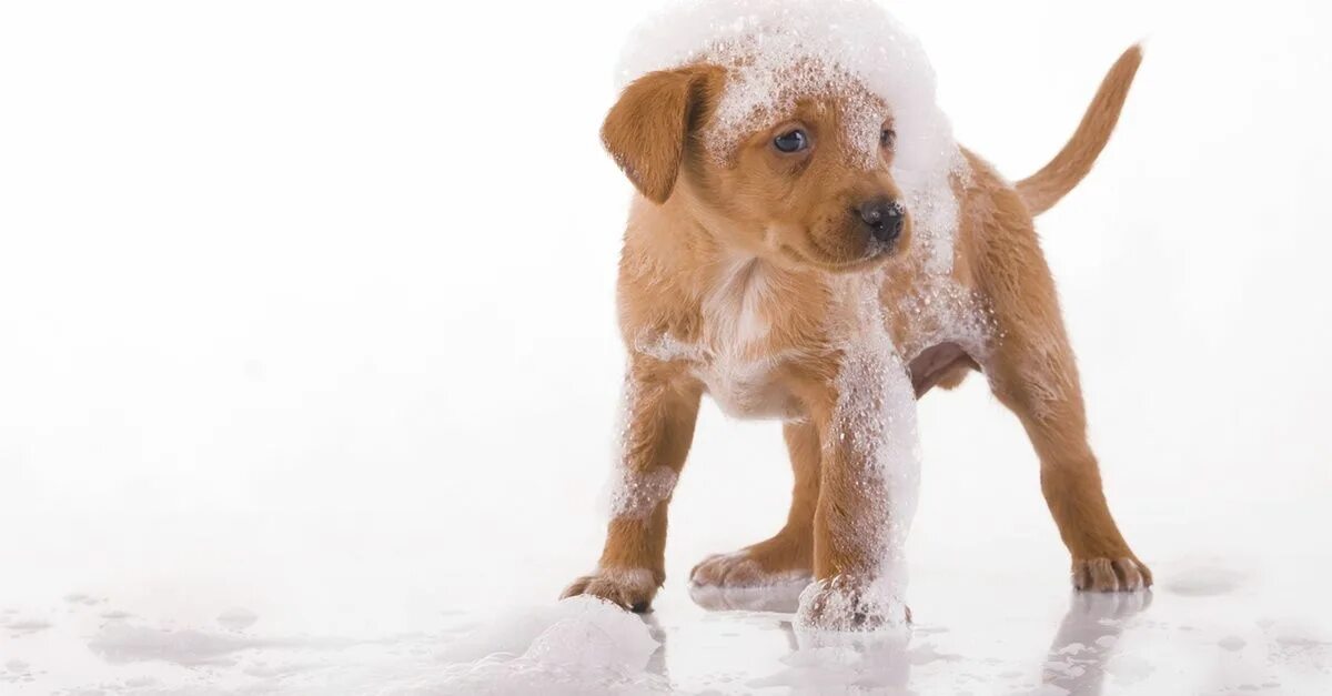 Dog bathing