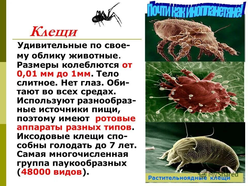 Клоб клоп клол лоб лоп лол. Барические системы. Блесна кастмастер 14гр оригинал. Отряд двукрылые насекомые особенности строения. Блесна siweida kastmaster.