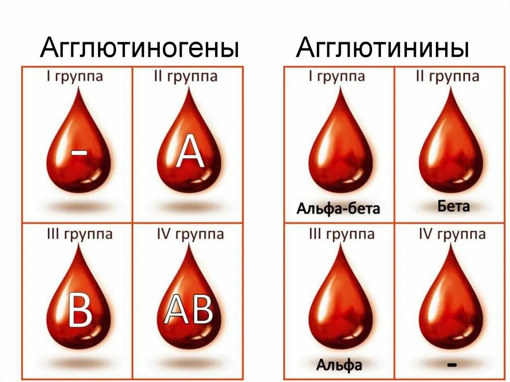 Агглютинины определяющие группы крови. Агглютинины 2 группы крови. Агглютиногены эритроцитов таблица. Аглютино гены. Группы крови агглютиногены и агглютинины крови человека.