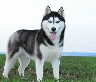 1 собака хаски