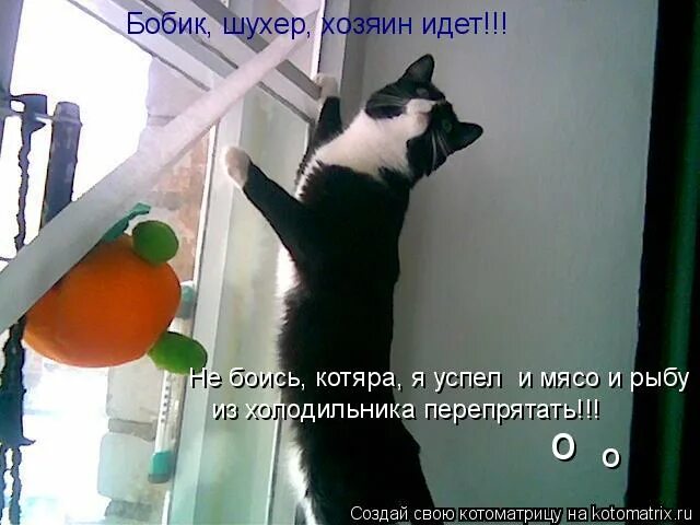 иди домой у нас никто не пьет. презентация на тему собаки. кот просится домой. молоко кончилось. кошачьи заначки при уборке.