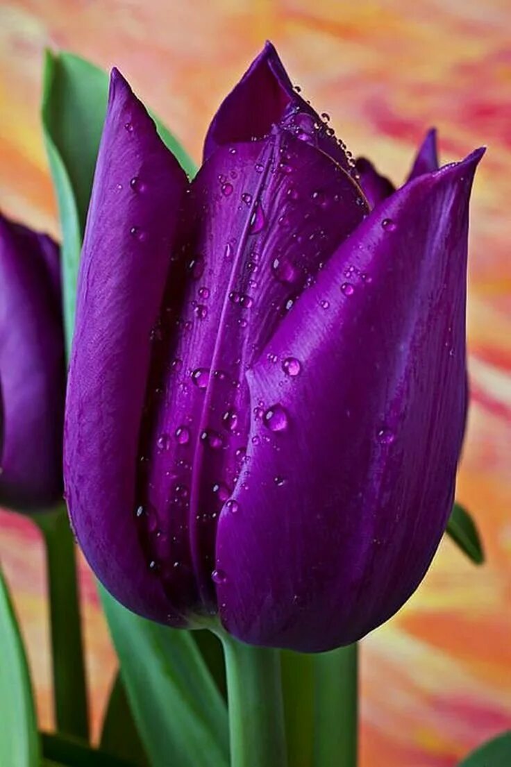 Сиреневые тюльпаны фото. Тюльпан Пурпл Элеганс. Тюльпан Purple Raven.