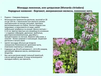 Монарда растение фото полезные свойства и применение