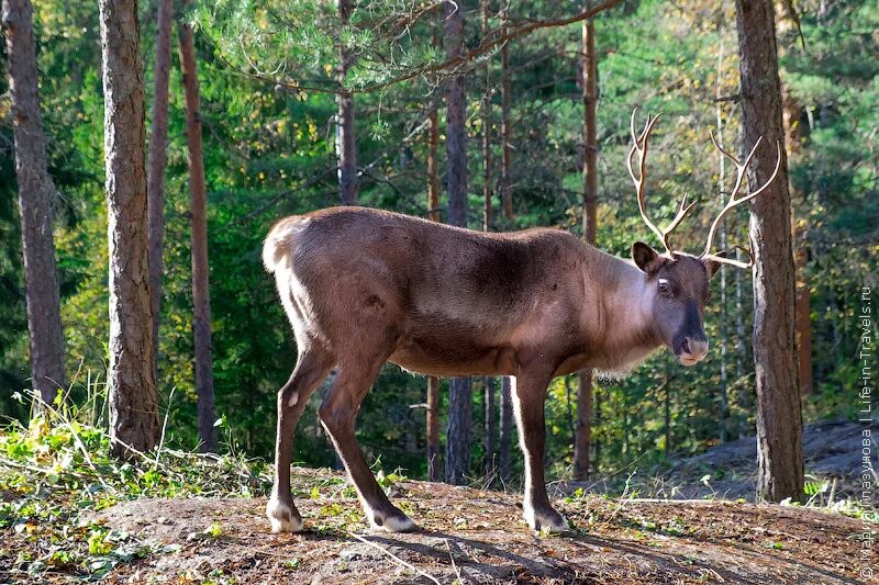 Финляндия парк Оленья ферма. Северный олень в Карелии. Северный олень Финляндия. Северные олени в Оленьем парке Нууксио Хельсинки.