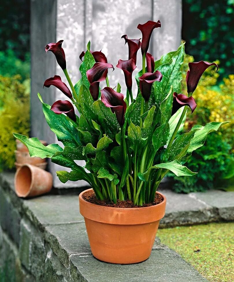 Можно ли выращивать каллы дома. Калла Зантедеския. Калла, Zantedeschia, Calla. Zantedeschia цветок. Зантедеския Ароидные.