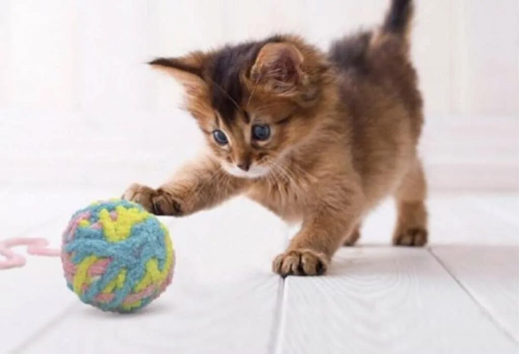 Котята играют на полу. Котёнок и клубок. Котенок с мячиком. Котенок с клубочком. Котенок играющий с клубком.