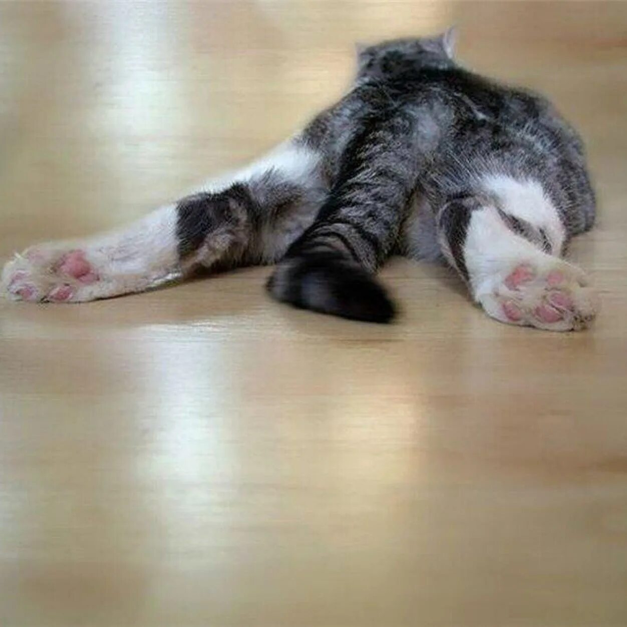 Кот лежит распластавшись. Коты валяются. Кот с вытянутыми ногами. Кот распластался. Пол лапки