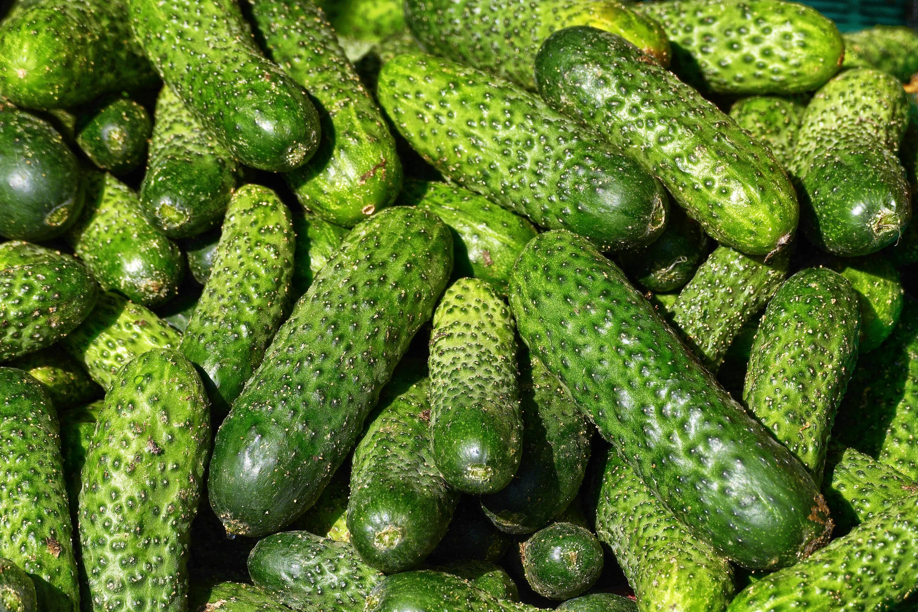 Кукумбер что это