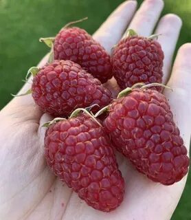 Фото малины рубиновый гигант