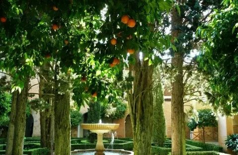 Peach gardens