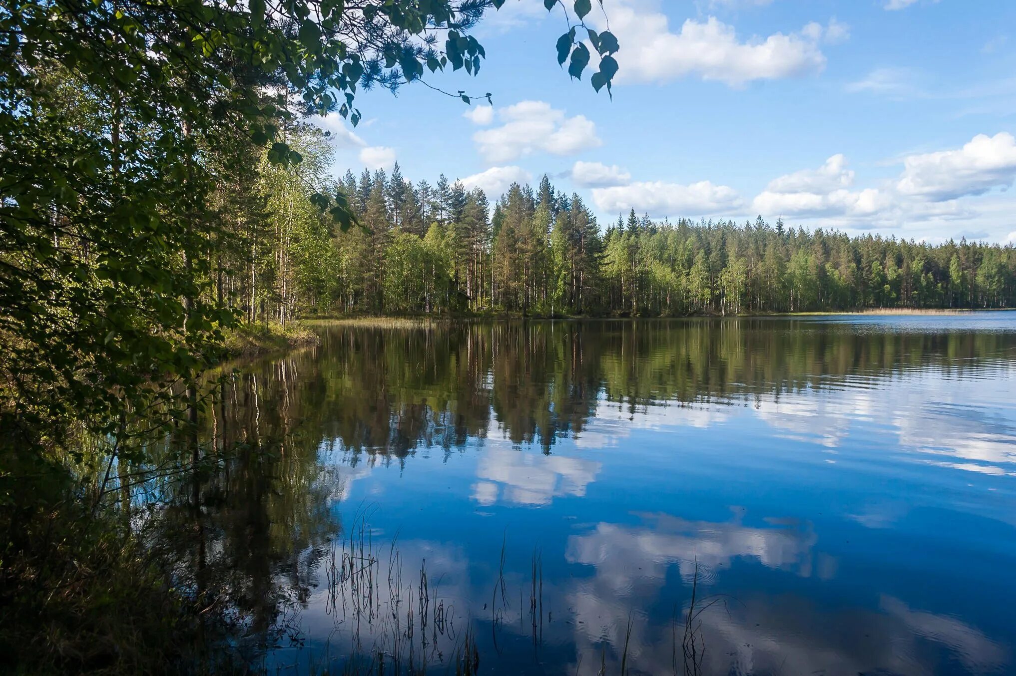 Озеро Кукас Карелия. Карелия озеро Евжозеро. Озеро Чучьярви Карелия. Семь озером Карелия.