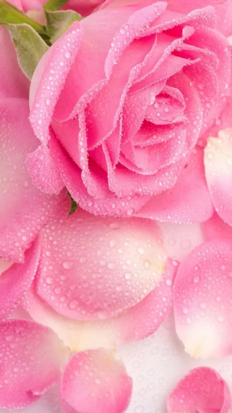 Розовые цветы. Розовые розы. Розовый цвет. Яркие розовые цветы. Розы на телефон вертикальные