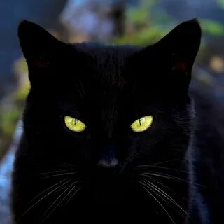 Кот с черными глазами