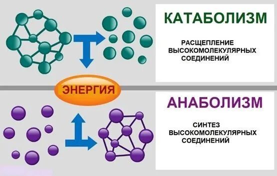 Реакция распада веществ энергия. Анаболизм катаюолкатаюолизм рисунок. Катаболизм и анаболизм. Метаболизм катаболизм и анаболизм. Катаболизм это в биологии.