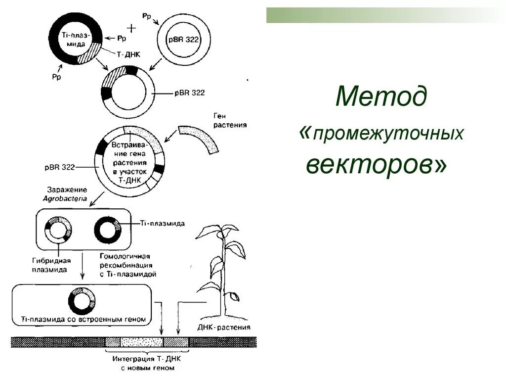 Векторы плазмиды. Векторы на основе ti-плазмид. Схема получения трансгенных растений. Вектор бинарная Векторная система на основе ti-плазмид. Использование ti-плазмиды в качестве вектора..