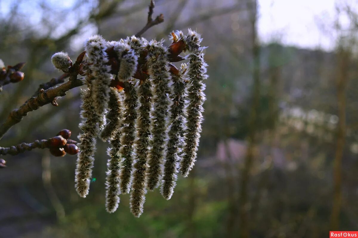ольха дерево ольховые сережки. тополь дрожащий эректа. тополь сережки весной. соцветие ольхи. береза повислая цветение.