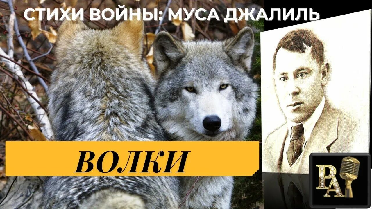 Волки муса джалиль стих. Волки муса джалиль стих. Рисунки по произведениям джалиля. Джалиль волки. Стихотворение мусы джалиля варварство.