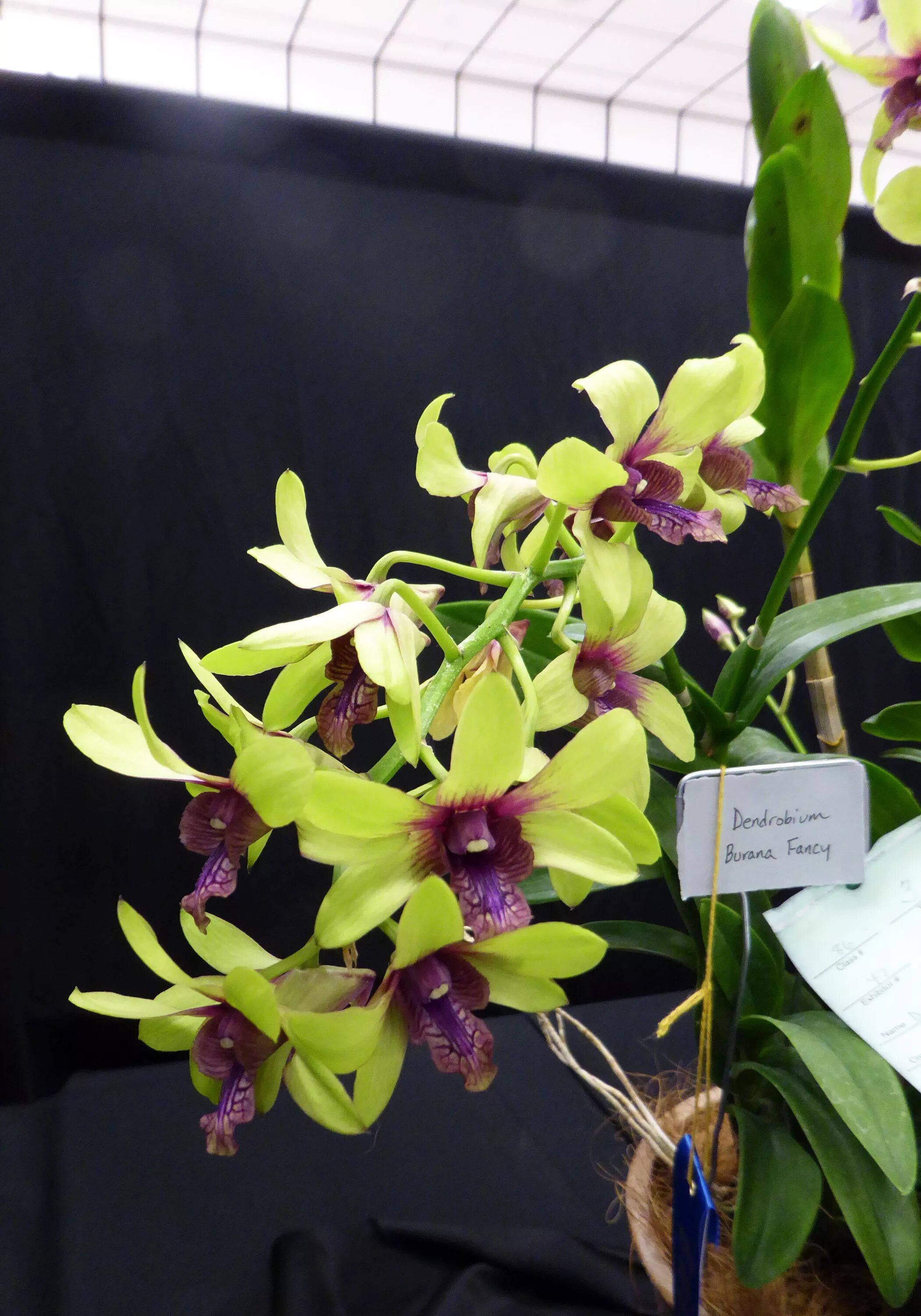 Фаленопсис старфиш. Орхидея дендробиум. Дендробиум санук. Фаленопсис (phalaenopsis) – орхидея. Орхидея дендробиум нобиле.