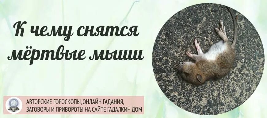 Сонник толкование к чему снятся мыши. К чему снятся мыши. К чему снится дохлая мышь. К чему снятся мертвые мыши. К чему снятся полудохлые мыши.