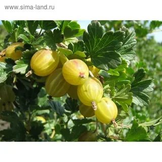 Крыжовник берилл