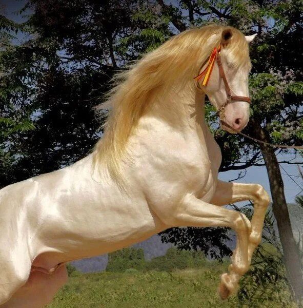 Pin on Atlar Akhal teke horses, Akhal teke, Horses