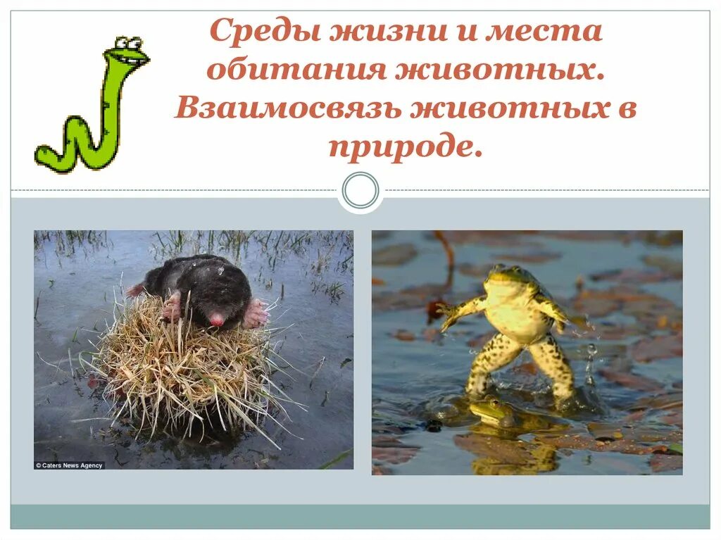 В 1 среде обитают. Среды жизни животных. животные в среде обитания. взаимосвязи животных. животные разных сред обитания.