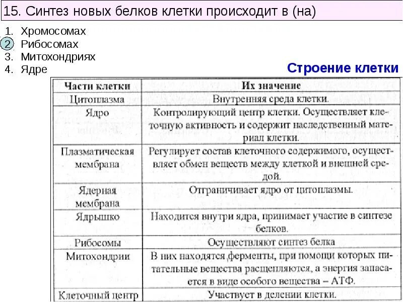Биосинтез огэ