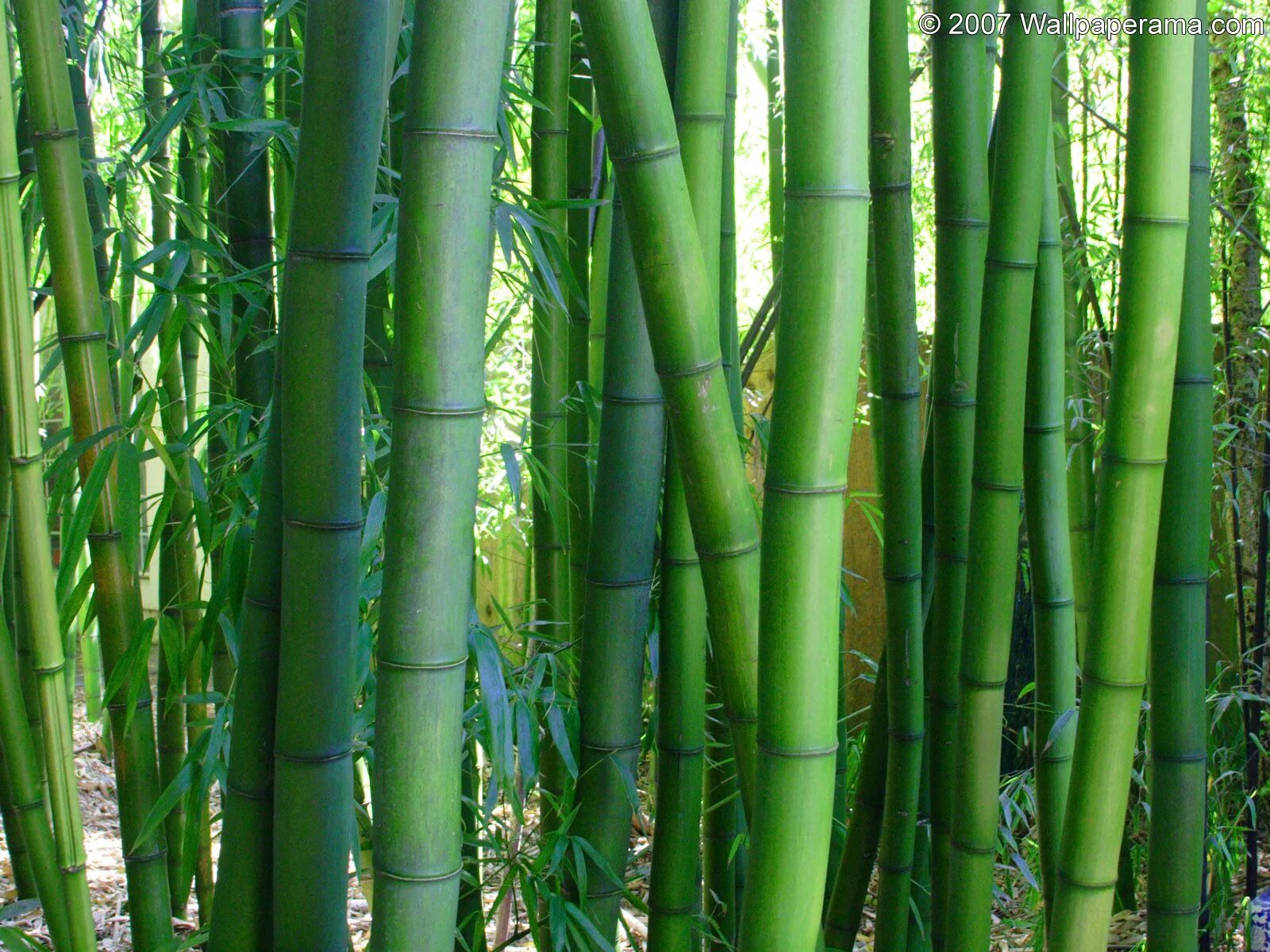 Бамбук это растение. Бамбук листоколосник. Семена бамбука Phyllostachys pubescens. Филостахис зеленый бамбук. Phyllostachys Moso.