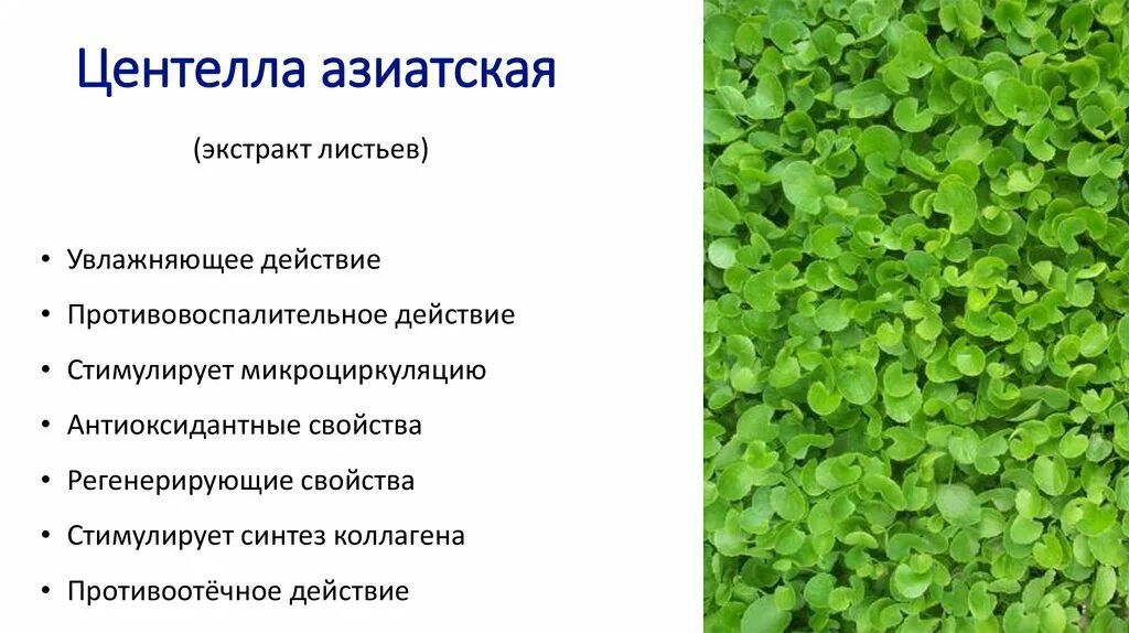 Центелла азиатская свойства. Центелла азиатская растение. Центелла азиатская centella asiatica. Центелла азиатская и щитолистник. Центелла азиатская (готу кола).