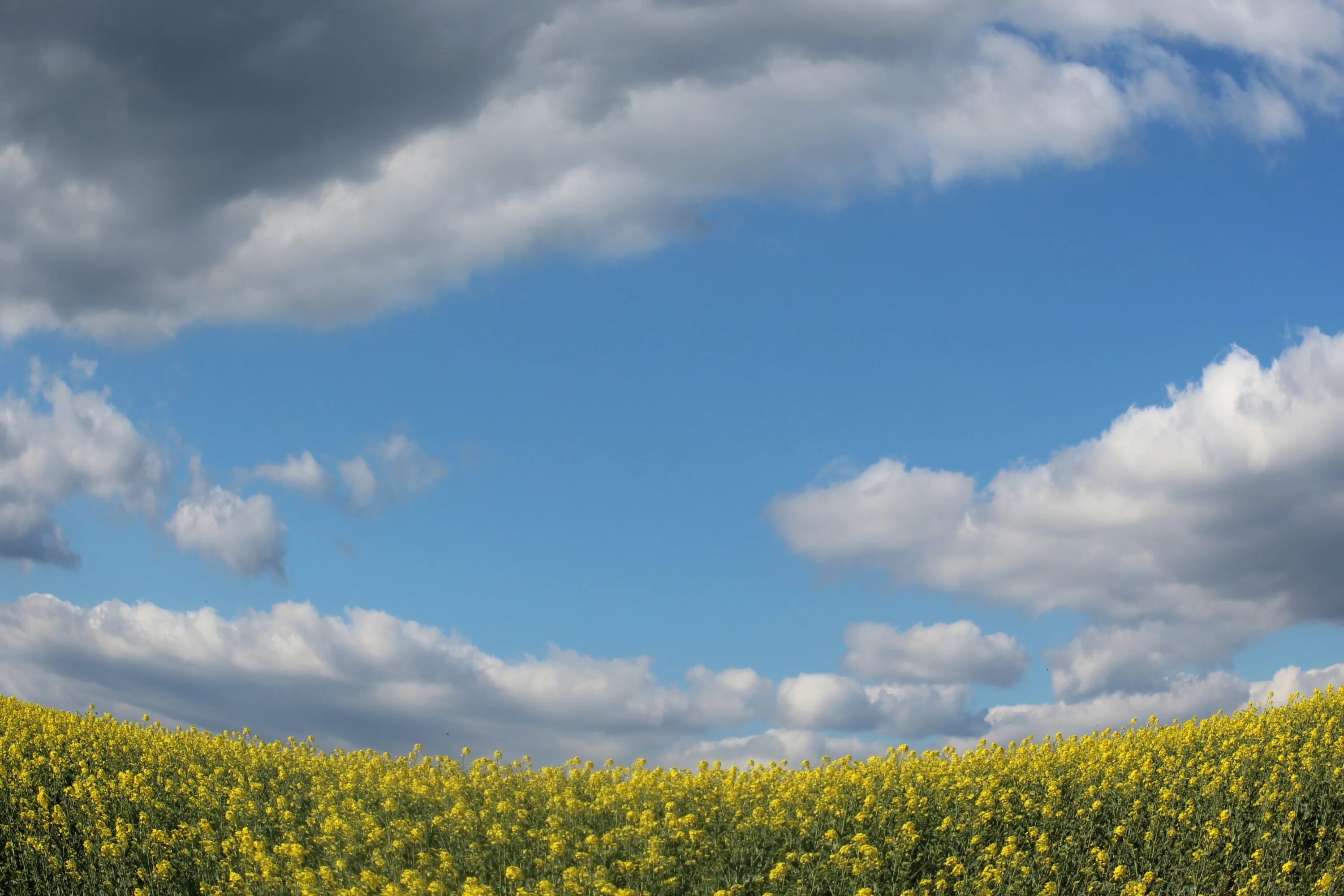 Песню небо голубое поле. Поле и небо. Желто голубое небо. Желтое поле голубое небо. Поле с желтыми цветами.