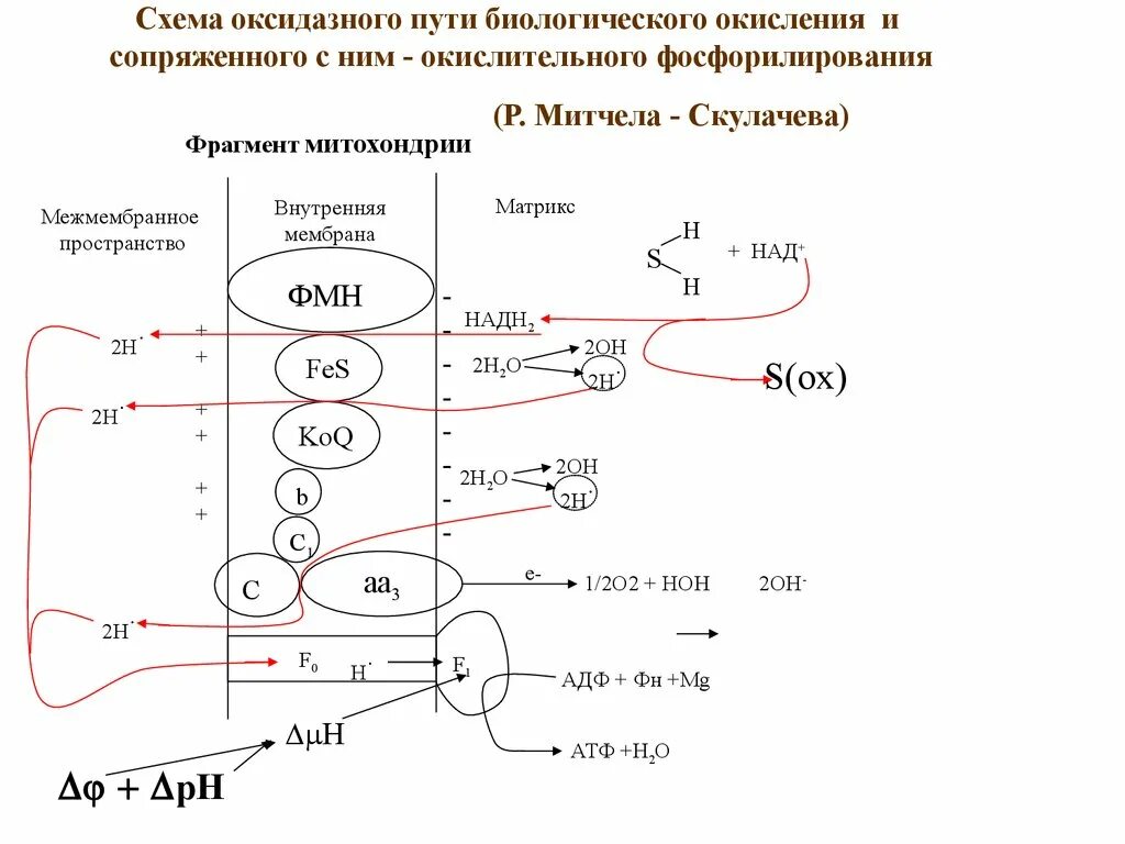 Фосфорилирование биохимия. Схема биологического окисления окислительного фосфорилирования. Схема окислительного фосфорилирования биохимия. Схема субстратов биологического окисления. Биологическое окисление дыхательная цепь.