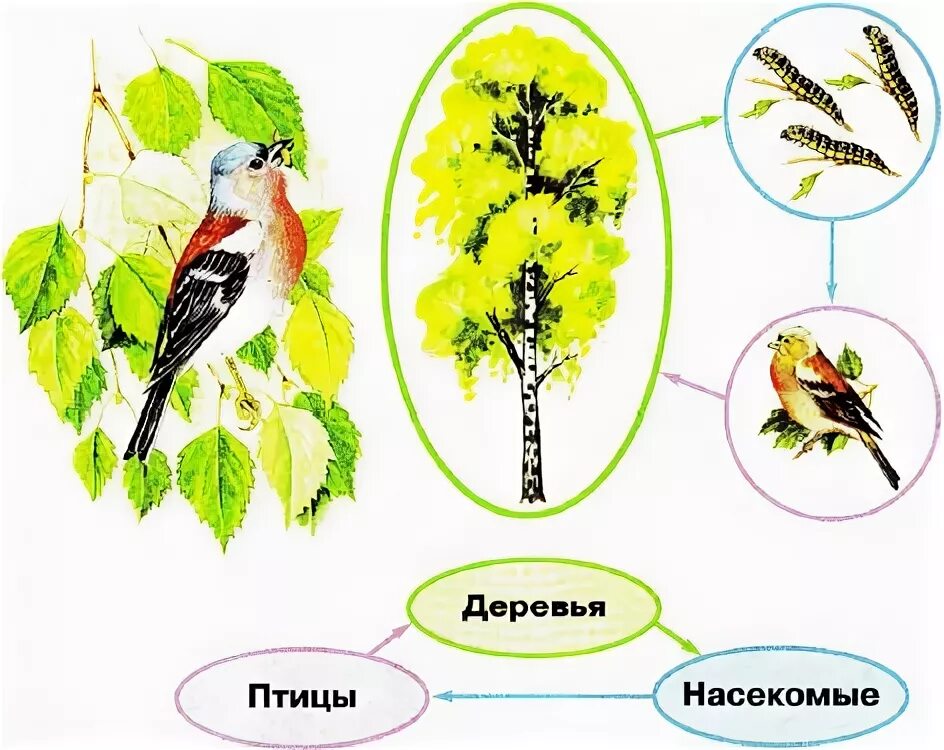 Невидимые нити в весеннем лесу примеры схемы. Невидимые нити в весеннем лесу. Невидемыенитиввесенемлесу. Невидимые нити схема. Схема невидимых нитей в весеннем лесу