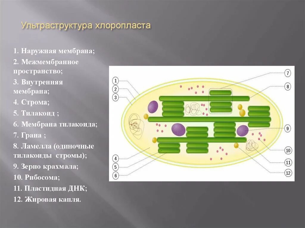 Состав хлоропласта. Строение тилакоиды хлоропластов. Тилакоиды стромы хлоропласта. Хлоропласты Строма тилакоиды граны. Строение хлоропласта Строма.