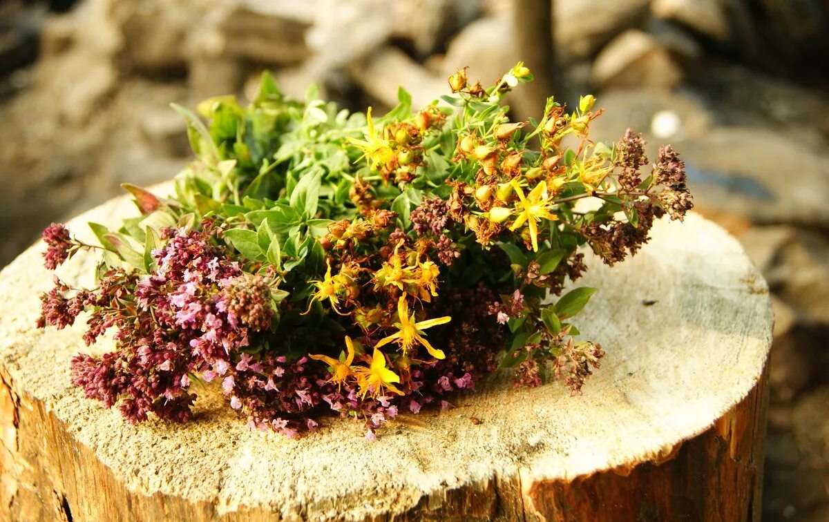 душица и зверобой. зверобой душицелистный. зверобой мята душица чабрец. душица чабрец тимьян зверобой. травы душица зверобой чабрец.