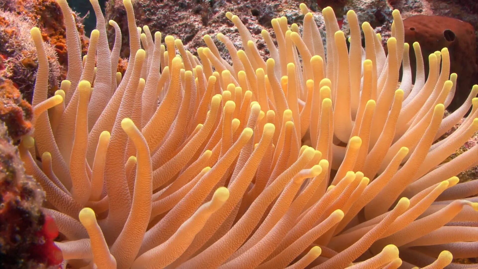 Coral waves. Морские водоросли. Трубчатые кораллы. Полосатый коралл. Длиннополипные кораллы.