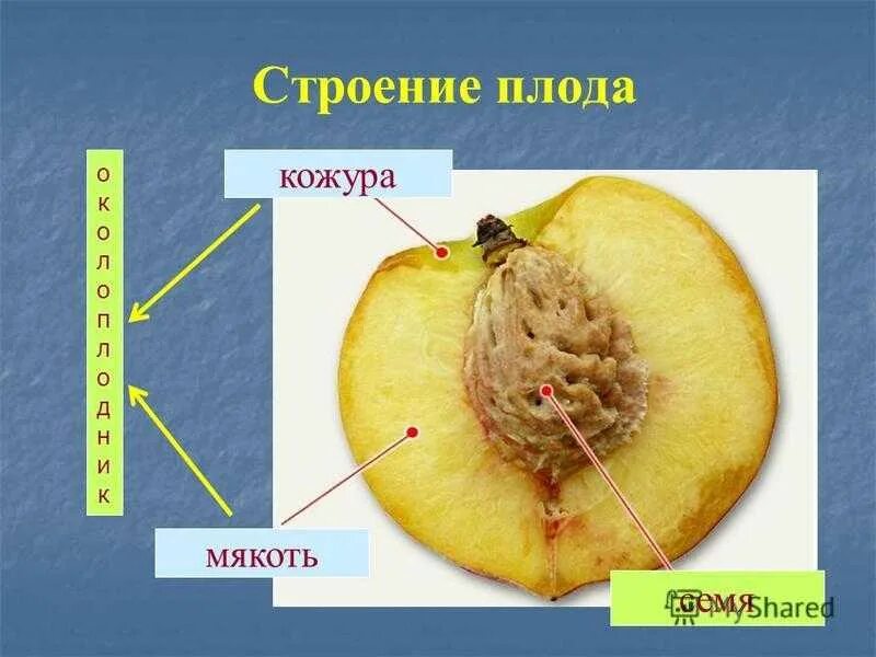 Строение плода околоплодник. Строение плода манго. Строение околоплодника Боба. Строение плода растения. Околоплодник подсолнечника