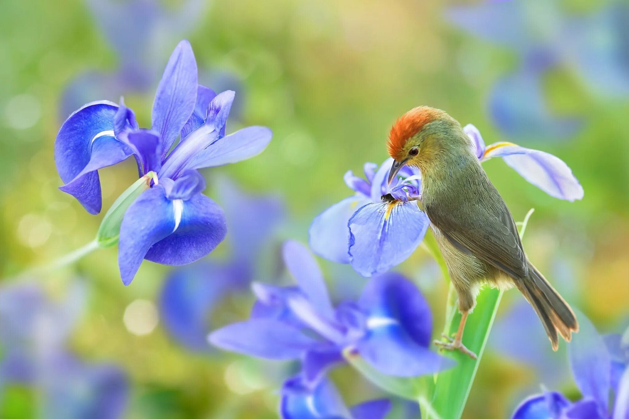 May birds. Красивые птички. Цветы и птицы. Природа птицы.