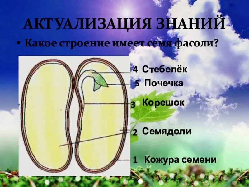 Прорастание семян 6 класс биология пасечник. Строение семени 6 класс биология. Строение семени фасоли. Семя фасоли. Строение и прорастание семени.