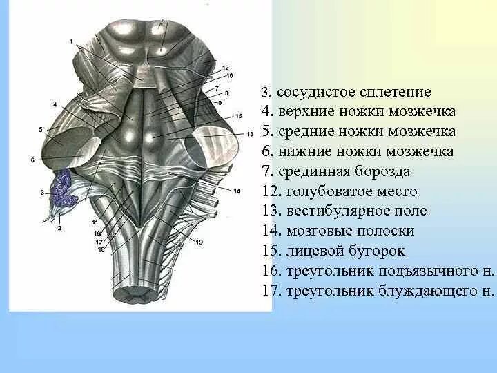 Средние ножки мозжечка. Задняя срединная борозда продолговатого мозга. Продолговатый мозг строение задняя поверхность. Ромбовидная ямка ствола головного мозга.