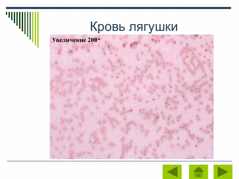 Лабораторная работа сравнение крови лягушки и человека. Изучение микроскопического строения крови человека и лягушки. Кровь лягушки. Микроскопическое строение крови лягушки. Кровь человека и лягушки под микроскопом.