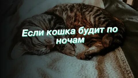 Будят кошки