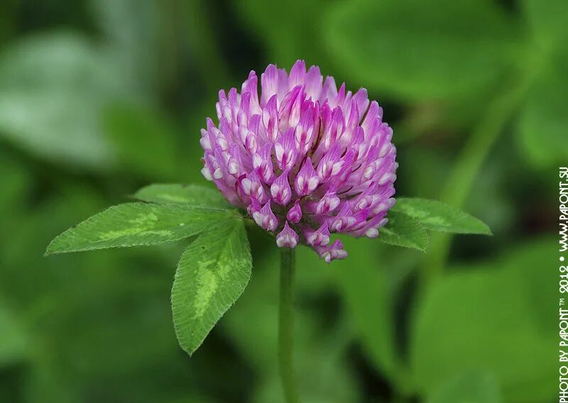 белой ночью клевер красный стихотворение. клевер луговой. клевер с красными листьями. клевер луговой растение. клевер полевой.