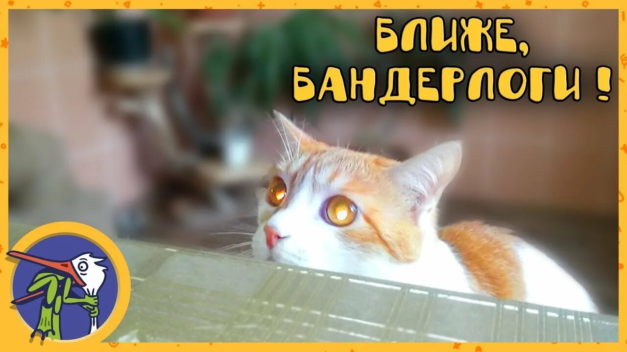 Котоблог Рыжик. Котик Рыжик на ок. Режим кота. Включи котиков как наш Рыжик.