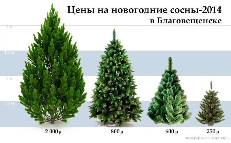 Различия хвойных. Ель елка сосна пихта. Елка пихта сосна отличие. Сосна ель елка отличие. Различие ёлки,сосны и пихты.