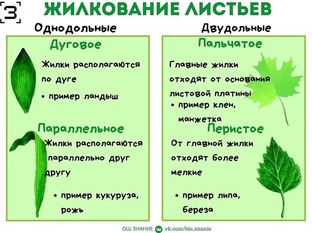 Типы листьев однодольные и двудольные. Жилкование листа. типы жилкования. жилкование листовой пластинки. типы жилкования листа.