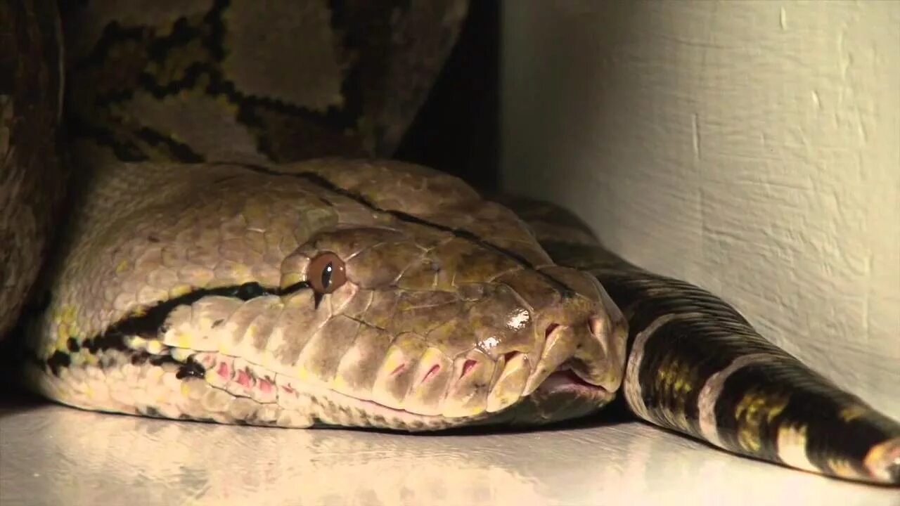 Snakes are longer. Медуза змея сетчатый питон. Сетчатый питон рекордсмен. Сетчатый питон самый большой.