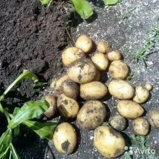 Авито курск картофель