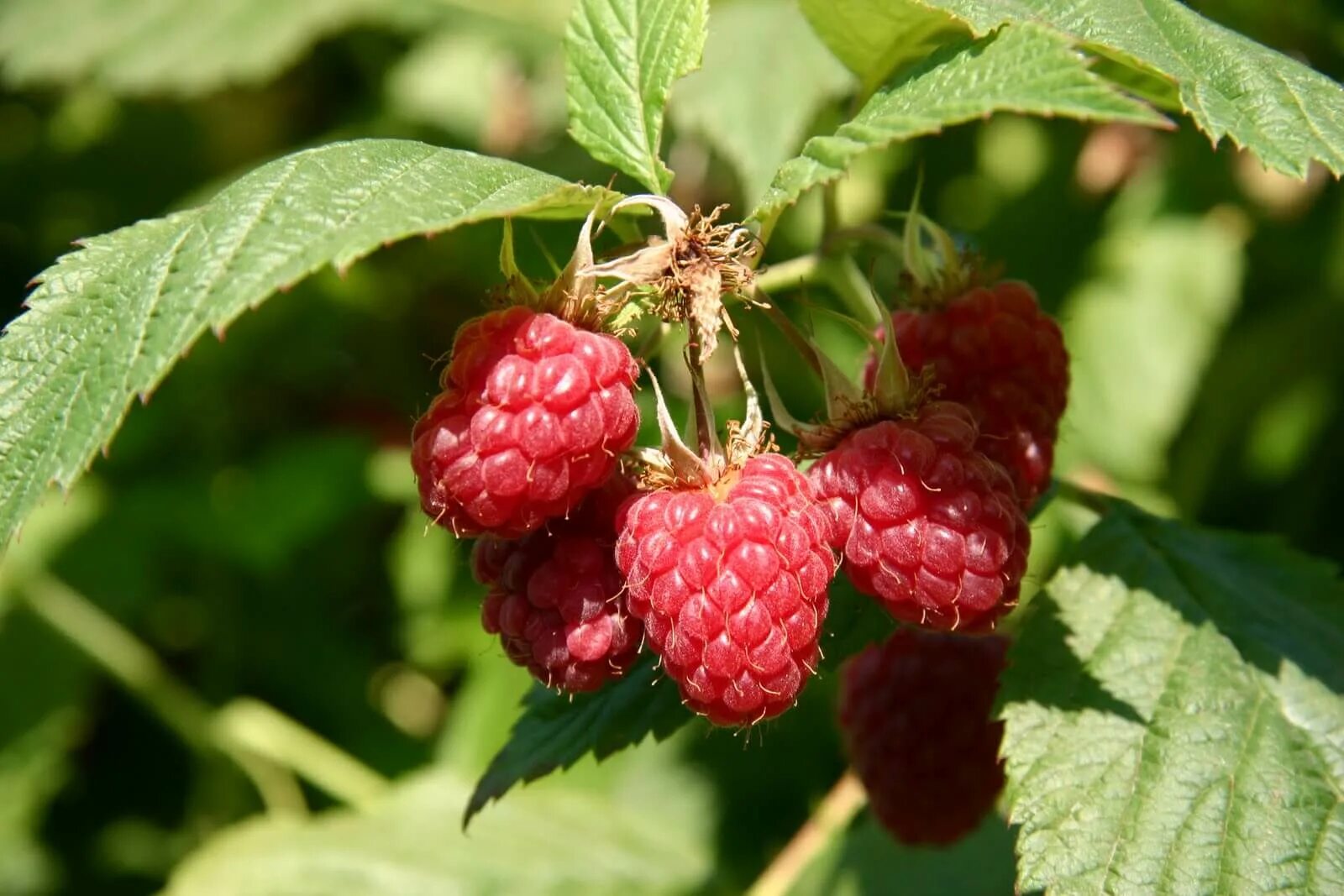 Малина ягоды сорта. Малина Rubus idaeus. Малина Нектарная Малино-поляничный гибрид. Малина сорт полька. Малина сорт полька саженцы.