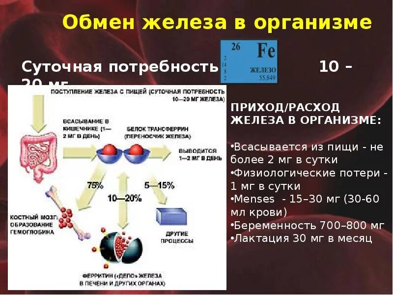 Обмен железа в организме. Железы организма. Метаболизм железа в организме. Схема обмена железа в организме. Зачем пить железо