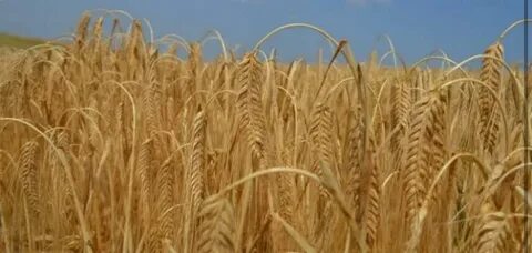 Pearl қонақ үйіндегі онлайн порно